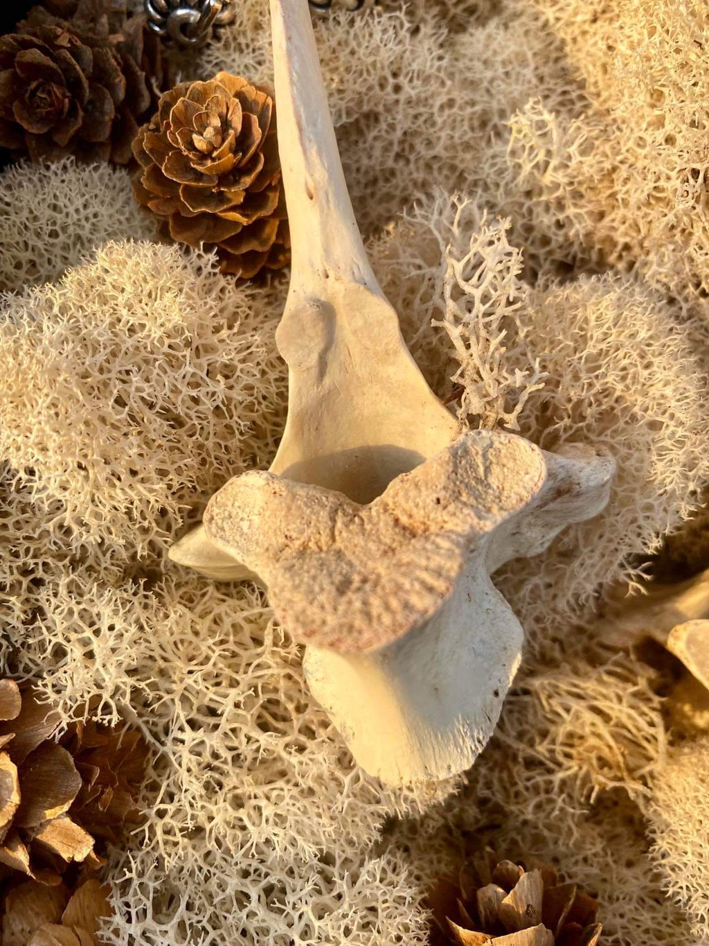 Deer Vertebrae Earrings