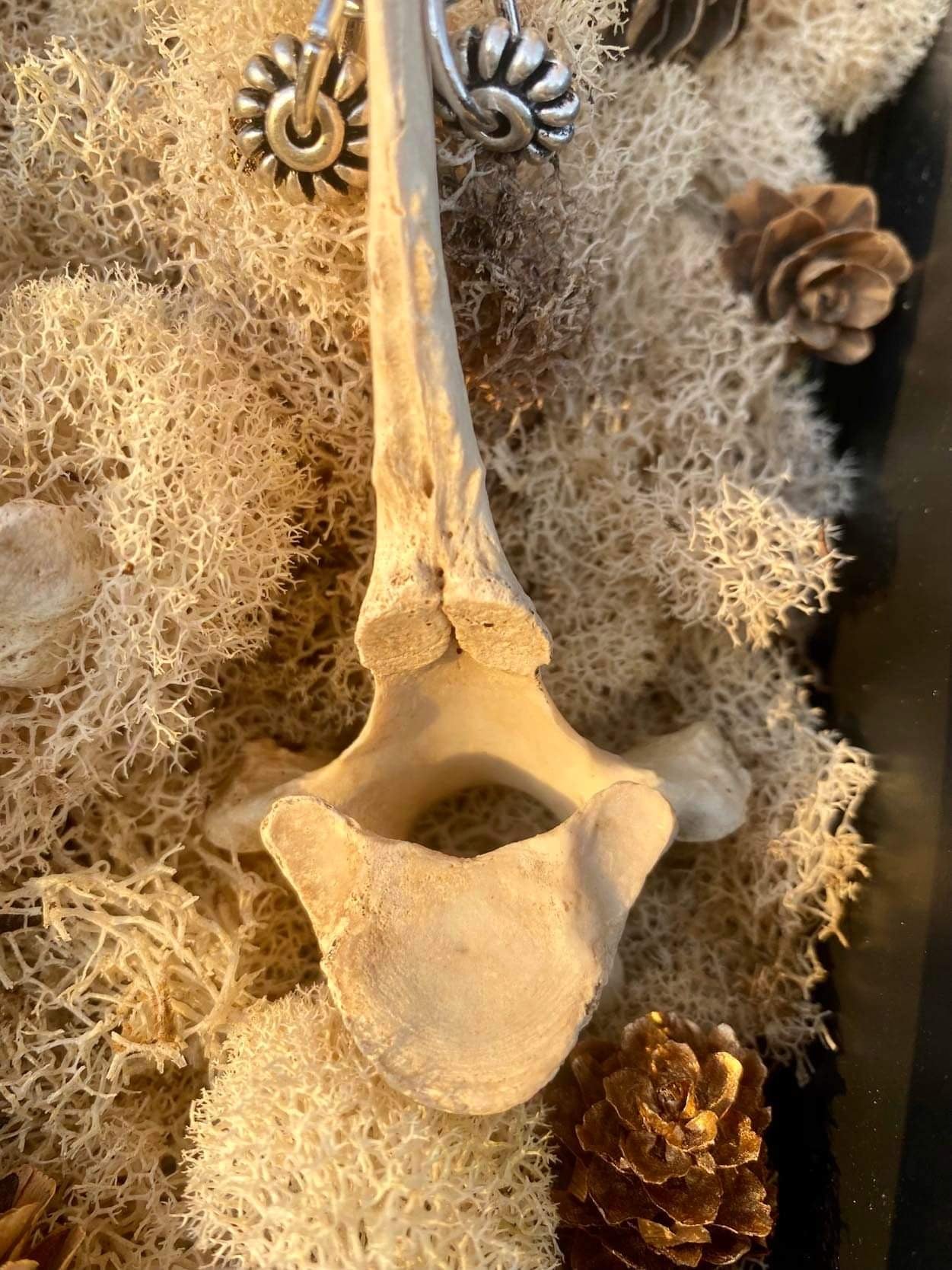Deer Vertebrae Earrings